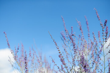 Lavender flowers in the summer, bottom view, with selective focus. Shallow depth of field. Blue sky