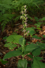 Breitblättrige Stendelwurz