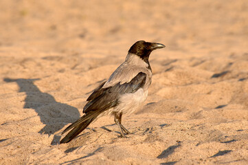 A crow stands on the sand on a sunny evening