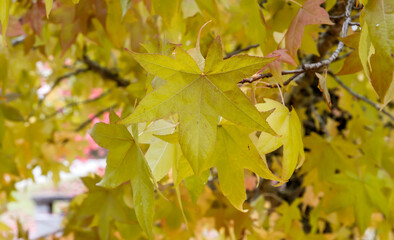 Liquidambar yellow autumnal foliage