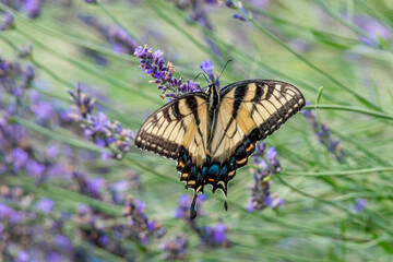 Closeup of a Canada tiger swallowtail butterfly pollinating a lavender flower - Michigan