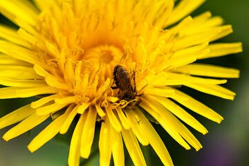 Sommer Bienen 