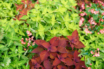 Coleus plant. A mixture of colors. Colorful leaves. Different varieties of coleus.