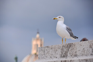 A seagull perched on the terrace of the Victor Emmanuel II National Monument (or Vittoriano), central Rome, Italy