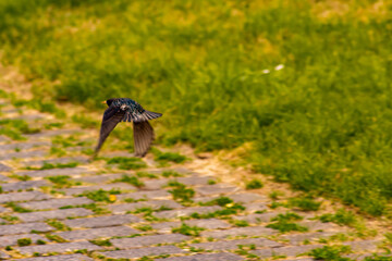 Ein Vogel auf der flucht