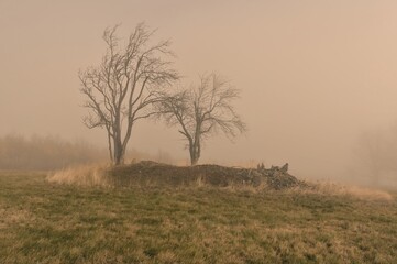 Obraz premium Trees in the autumn fog.