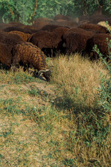 a herd of grazing sheep in close-up.overgrown with wool sheep.vertical image