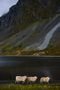A flock of Icelandic sheep roam the grassy shore of the lagoon at Hvalnes Nature Reserve Beach, Eystrahorn, East Iceland