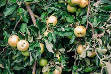 There is an apple tree growing in the home garden. The branches are covered with apple fruits.Natural background.