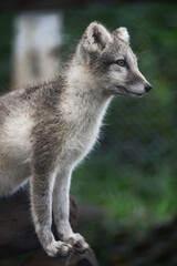 An orphaned Arctic fox (Vulpes lagopus) being kept and taken care of by the Arctic Fox Centre in Súðavík, Westfjords, Iceland