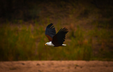 An African fish eagle (Haliaeetus vocifer) flying above the Sabie river at dawn, southern Kruger National Park, South Africa