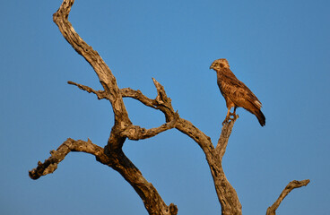 A brown snake eagle (Circaetus cinereus) perched on a bare tree at sunset on the woodlands of...