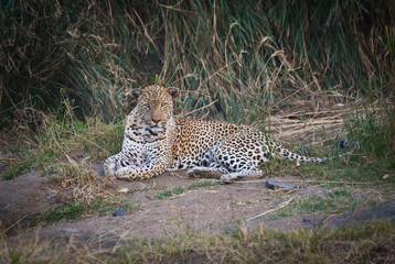 Obraz premium An african leopard (Panthera pardus pardus) resting on the river bank of the N'wanetsi river at dusk, central Kruger National Park, South Africa 