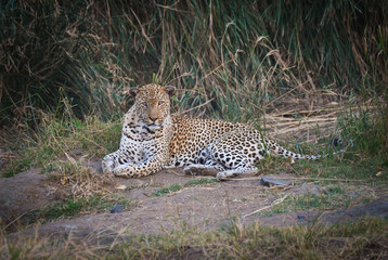 An african leopard (Panthera pardus pardus) resting on the river bank of the N'wanetsi river  at...