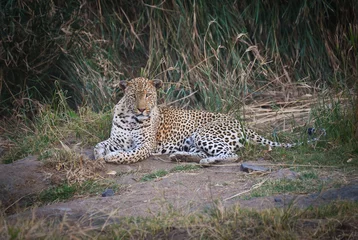 Selbstklebende Fototapeten An african leopard (Panthera pardus pardus) resting on the river bank of the N'wanetsi river  at dusk, central Kruger National Park, South Africa  © Pedro