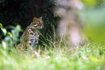 The leopard cat (Prionailurus bengalensis), in this case the northernmost living (Prionailurus bengalensis euptilurus), portrait of an adult cat with a green background.