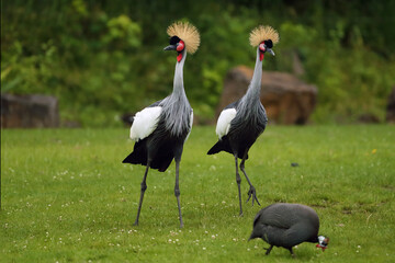 The gray crowned crane (Balearica regulorum), a pair of cranes in a zoo. Large African cranes on a green field.