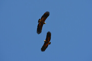 Two black-collared hawks (Busarellus nigricollis) flying above the Guaporé - Itenez river near the village of Remanso, Beni Department, Bolivia, on the border with Rondonia state, Brazil
