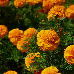 Close up of beautiful Marigold flower (Tagetes erecta, Mexican, Aztec or African marigold) in the garden