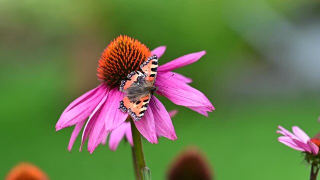 The small tortoiseshell (Aglais urticae) is a colourful Eurasian butterfly in the family Nymphalidae. Adults feed on nectar and may hibernate over winter; in warmer climates they may have two broods 
