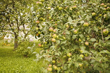 Apple tree branches covered with apples. Rich crop of apples. Harvest time in the apple orchard