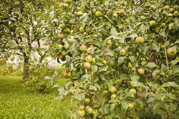 Apple tree branches covered with apples. Rich crop of apples. Harvest time in the apple orchard