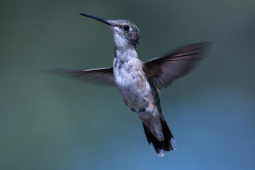 Hovering Hummingbird