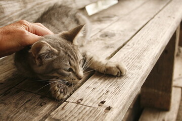 hand stroking a little kitten, happy muzzle of cat