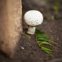 just mushroom