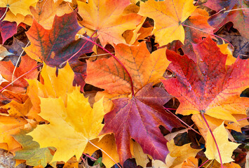 Colorful maple leaves nature background. Indian summer concept. Flat lay style. Copy space.