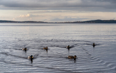 Beautiful autumn misty grey lake and cloudy sky landscape with wild ducks floating. Moody autumn nature background. Great design for any purposes.