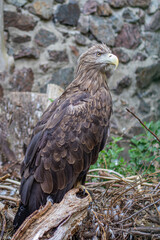 White-tailed eagle