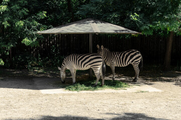 Naklejka na ściany i meble Two zebras are hiding from the sun
