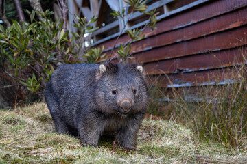 A wild wombat taken near a mountain lodge near Dove Lake, Cradle Mountain in Tasmania, Australia