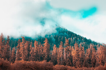 Trees besides the  Hoh river in the Olympic National Park with clouds on the tree tops