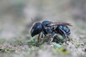 Closeup of a female blue mason bee , Osmia caerulescens, sitting on a piece of wood , in the Gard