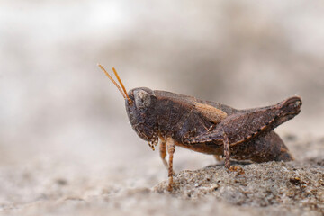 Closeup on the Common maquis grasshopper, Pezotettix giornae in the Gard, France