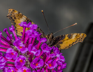 Small Tortoiseshell Butterfly