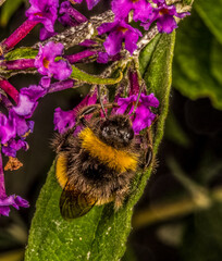 Bumble Bee