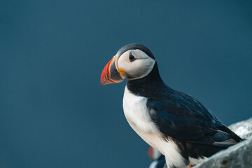 Atlantic puffin also know as common puffin is a species of seabird in the auk family. Iceland, Norway, Faroe Islands, Newfoundland and Labrador in Canada are known to be large colony of this puffin.