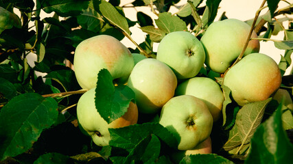 Gardening. A branch of an apple tree with a lot of fruits in the rays of the setting sun. Harvesting apples.