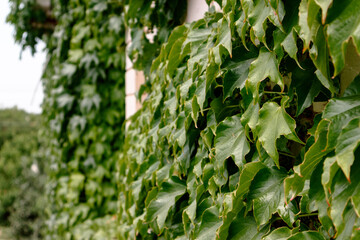 Leaves of wild grapes. The wall is overgrown with wild grapes