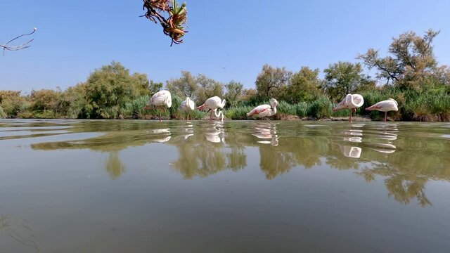 Un groupe de flamants roses se nourrissant dans un &eacute;tang
