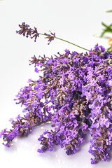 Fototapeta premium Bunch of Lavender flowers isolated on white background.