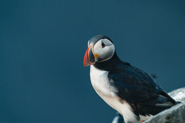 Atlantic puffin also know as common puffin is a species of seabird in the auk family. Iceland, Norway, Faroe Islands, Newfoundland and Labrador in Canada are known to be large colony of this puffin.