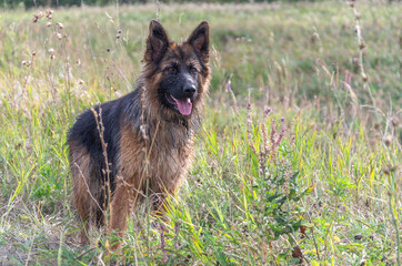 Long-haired German Shepherd in a meadow