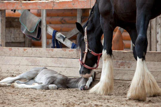 The horse is standing near the foal, the stallion is lying on the ground, a foal was born in the stable.