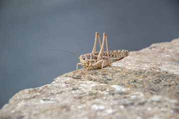 Acrididae (Acrididae), popularly known as locust, tucura, grasshopper or chapulin is an orthopteran insect. Beige insect