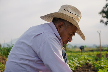 A closeup shot of a Hispanic farmer on his plantation in Mexico