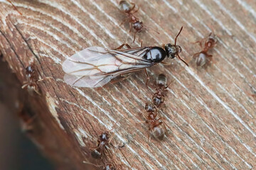 Macro of the Colorado Field Ant queen emerging on wood